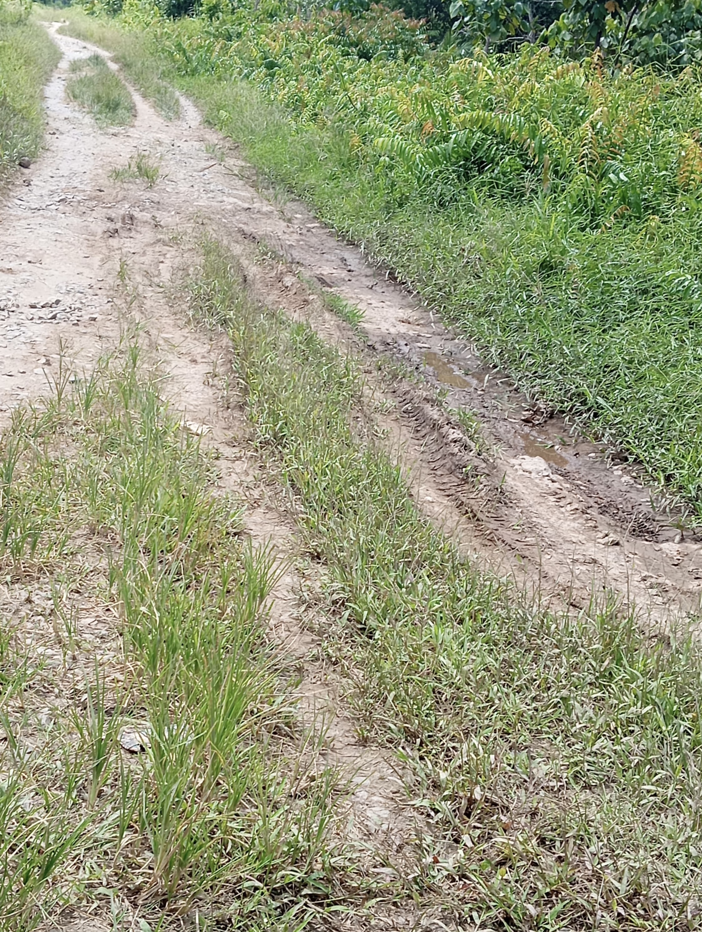 Bekas roda dan lumpur pada jalan Mekar Tani ke Mendawai